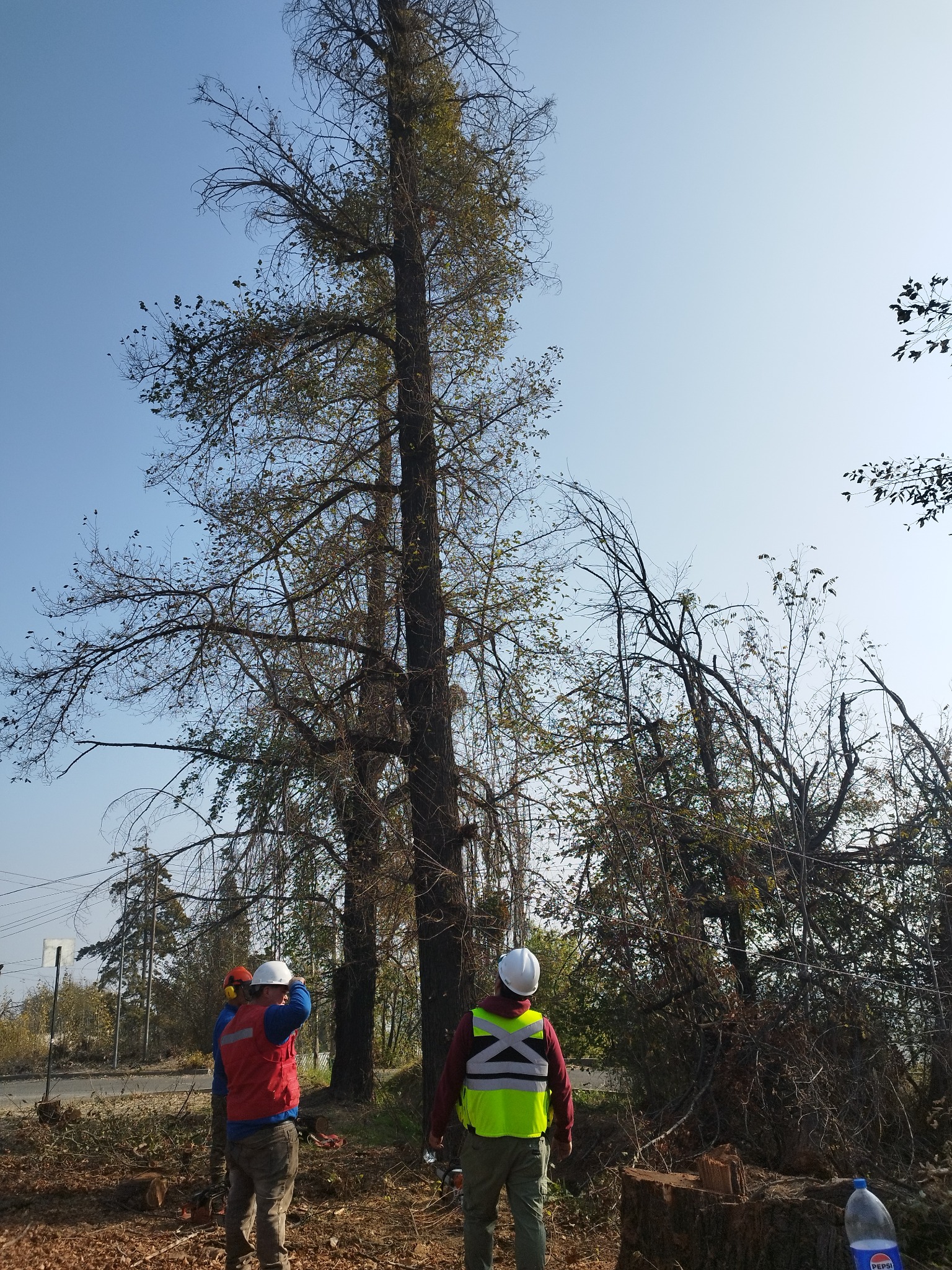Equipo ejecutando tala controlada en terreno