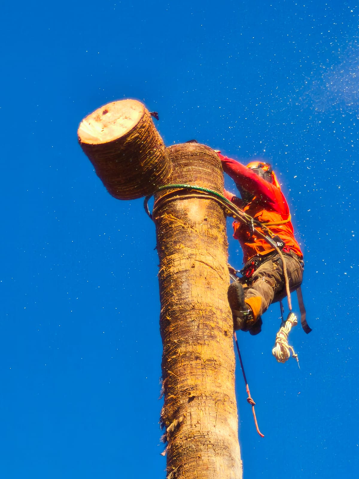 Poda de palmeras en altura